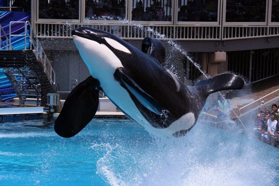 seaworld san diego