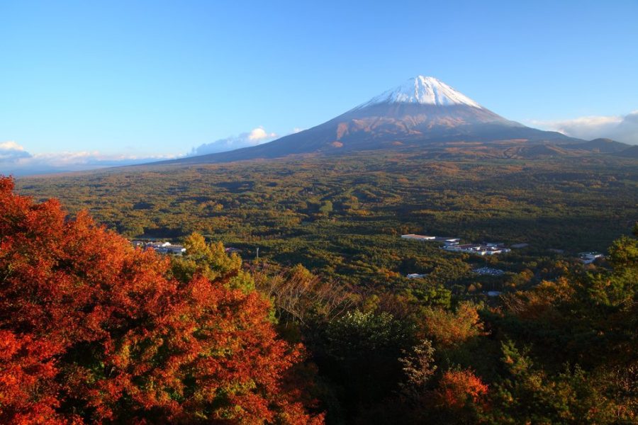 Aokigahara