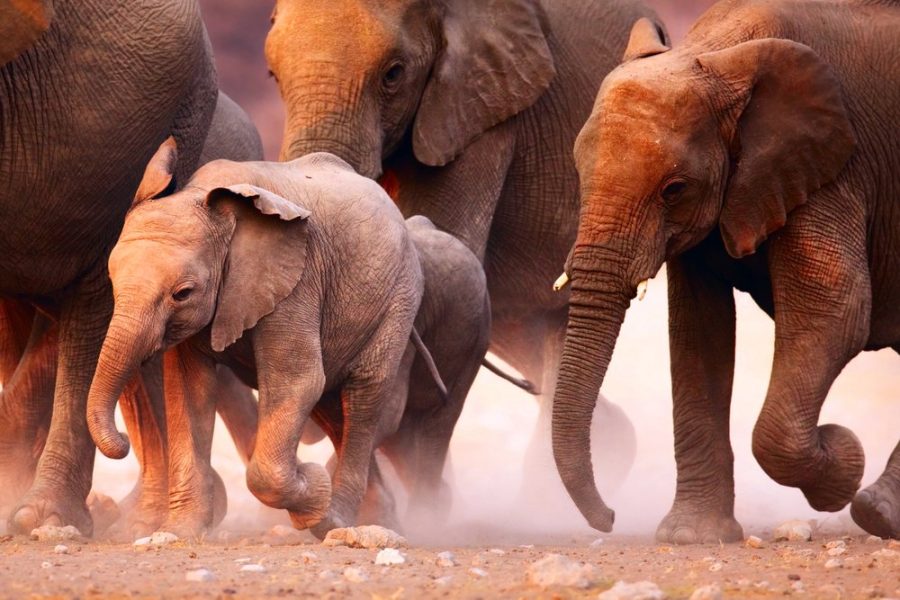 foto namibia